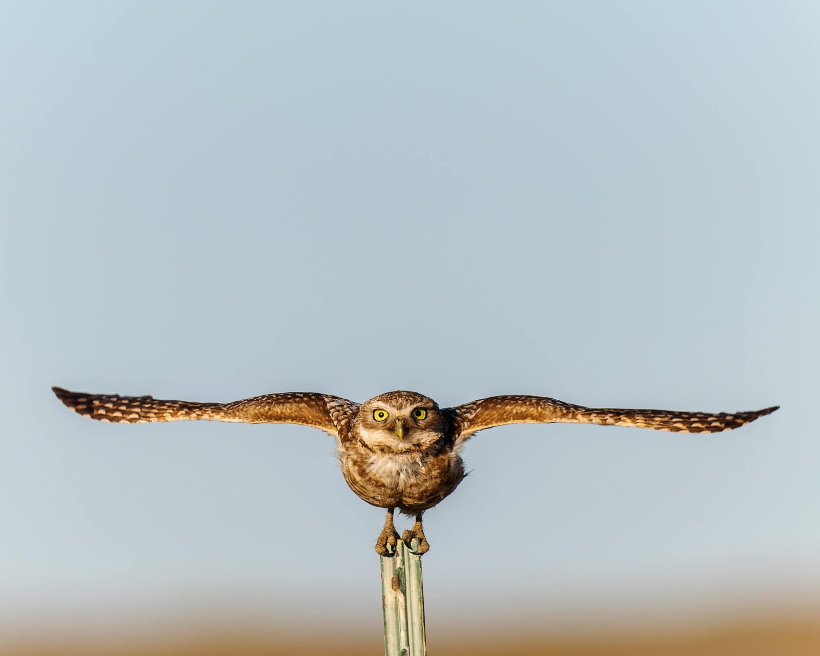 A close-up shot of a burrowing owl with wings spread wide, captured mid-flight against a clear sky.